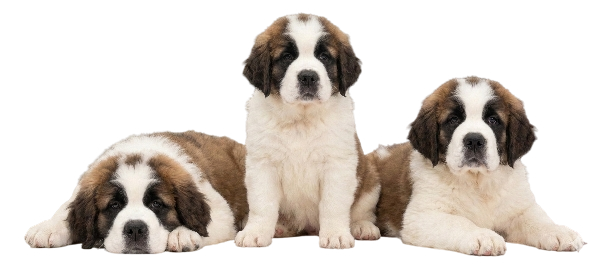 Saint Bernard