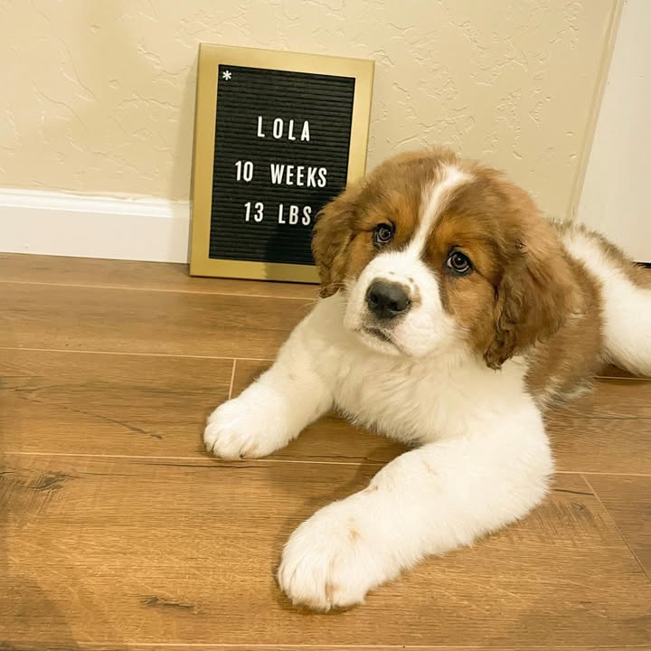 Saint Bernard Puppy