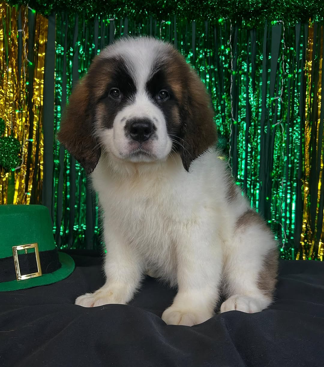Saint Bernard Dog