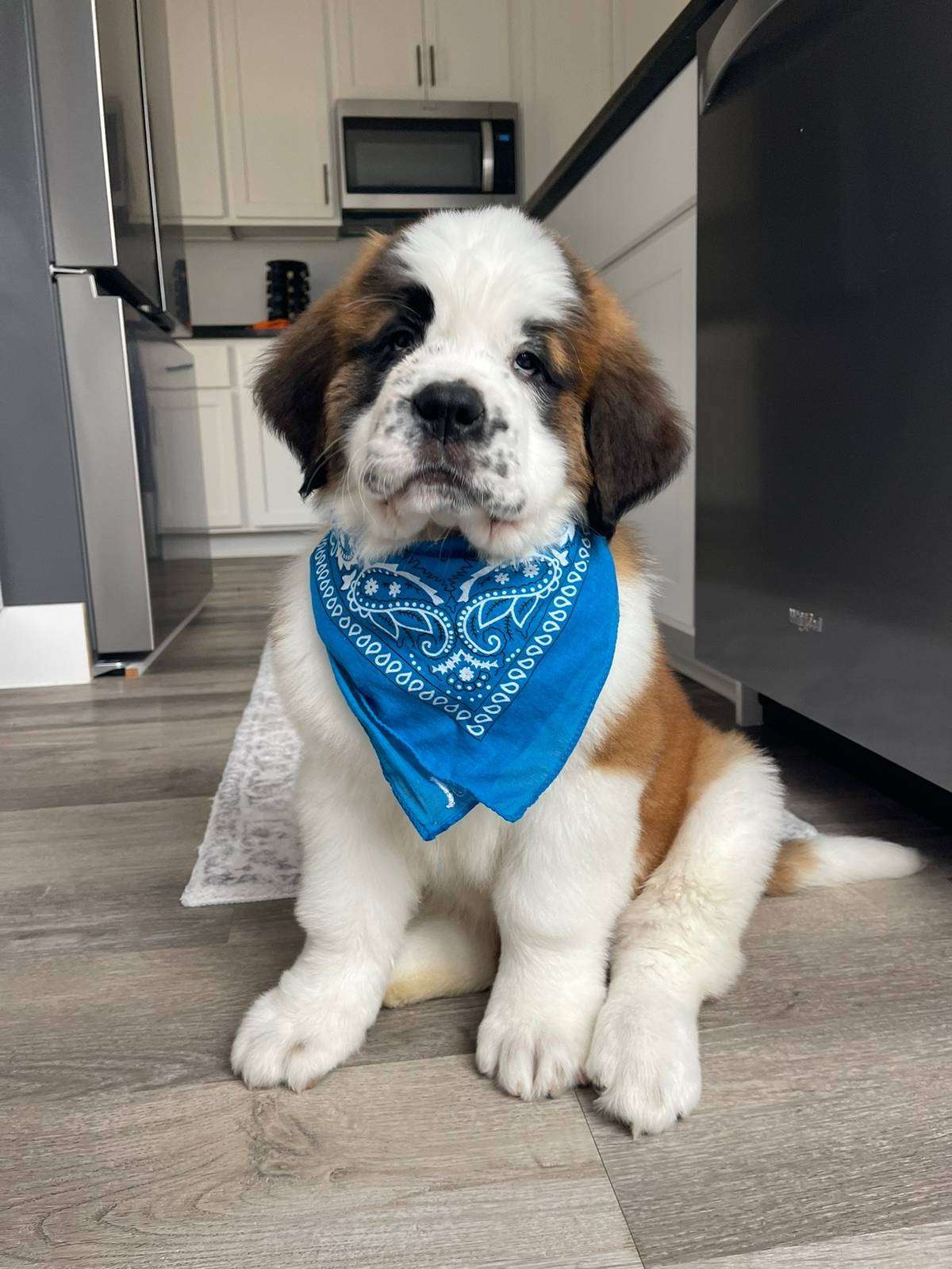 Saint Bernard Puppy