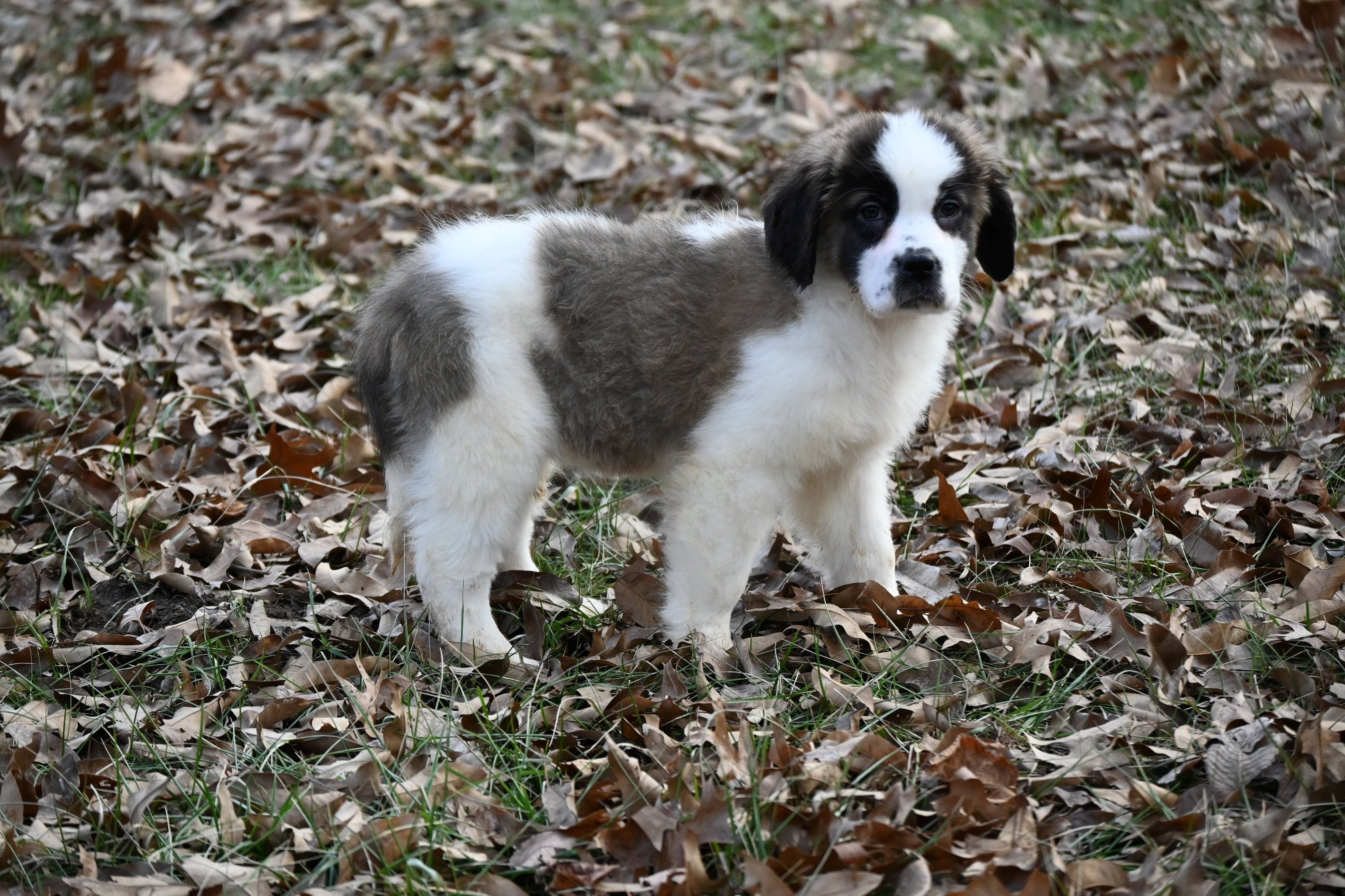 Saint Bernard Puppy