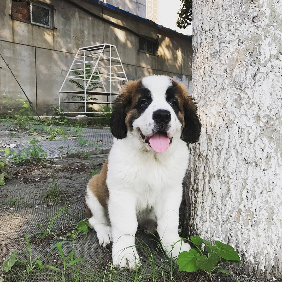 Saint Bernard Puppy