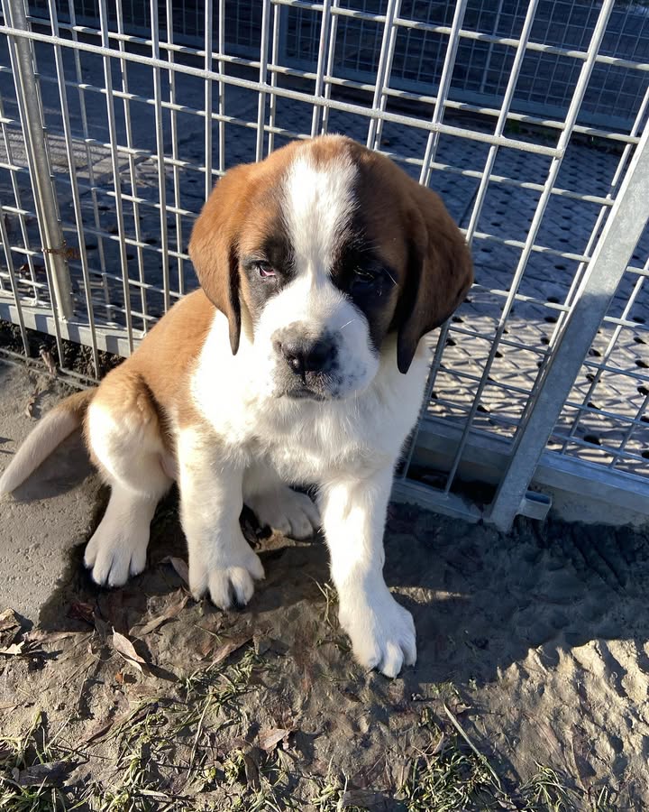 Saint Bernard Puppy